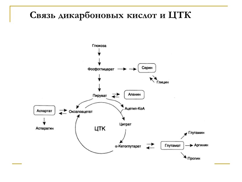 Связь дикарбоновых кислот и ЦТК